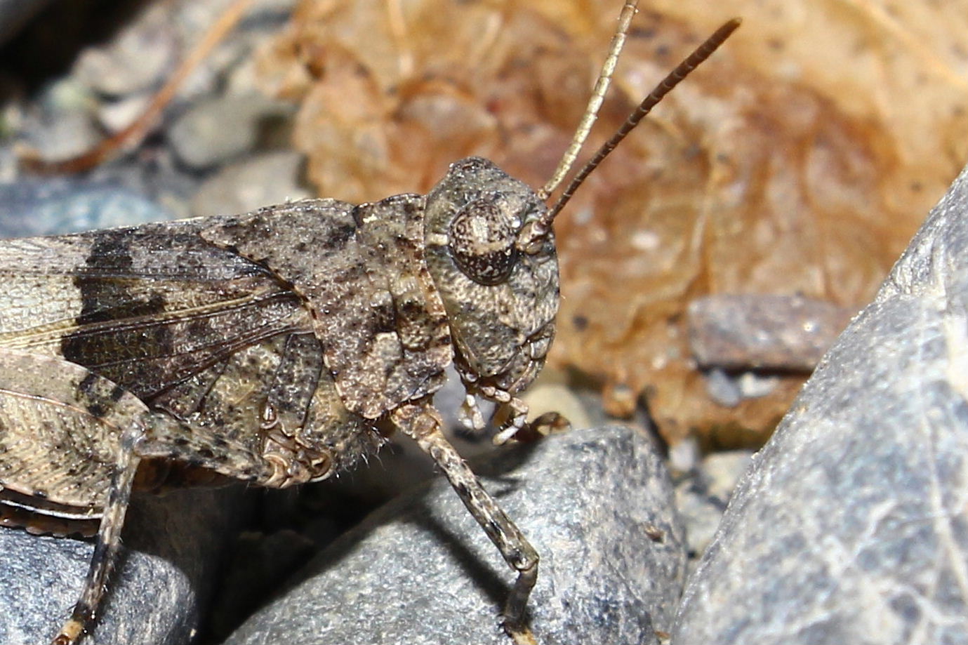 Acrididae da determinare-1- ???